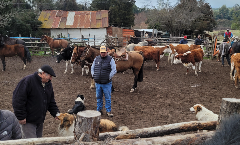 Los Cristales recibe  operativo pecuario