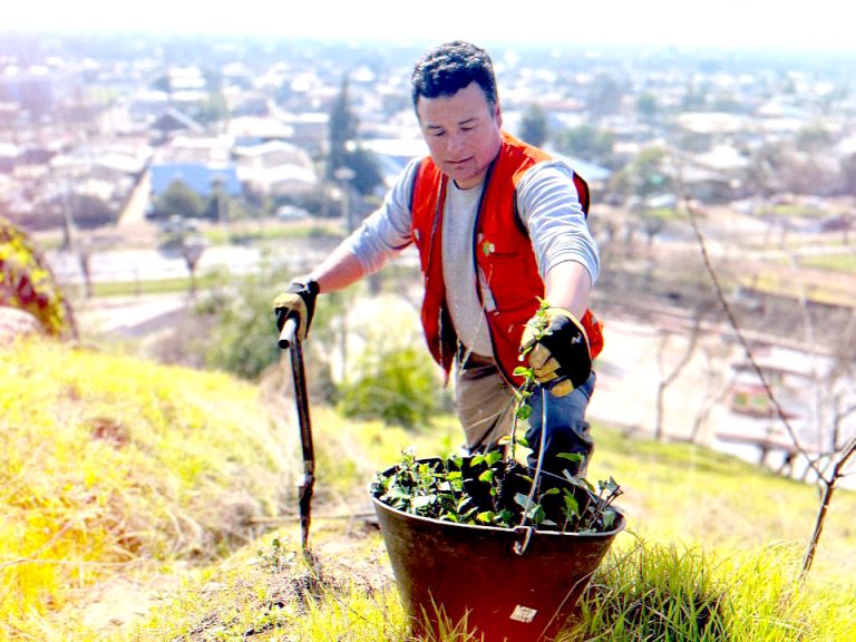Continúan labores de reforestación  del Parque Cerro Carlos Condell