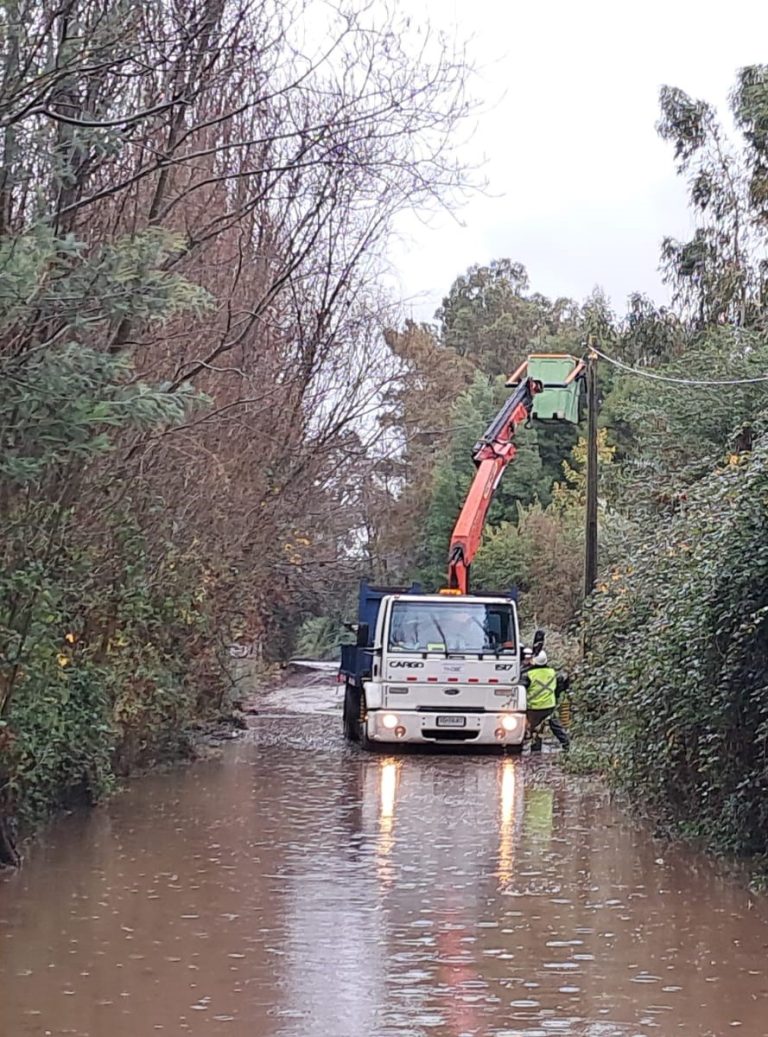 Caída de árboles y cortes de energía: Proponen mayor trabajo preventivo en torno a los árboles