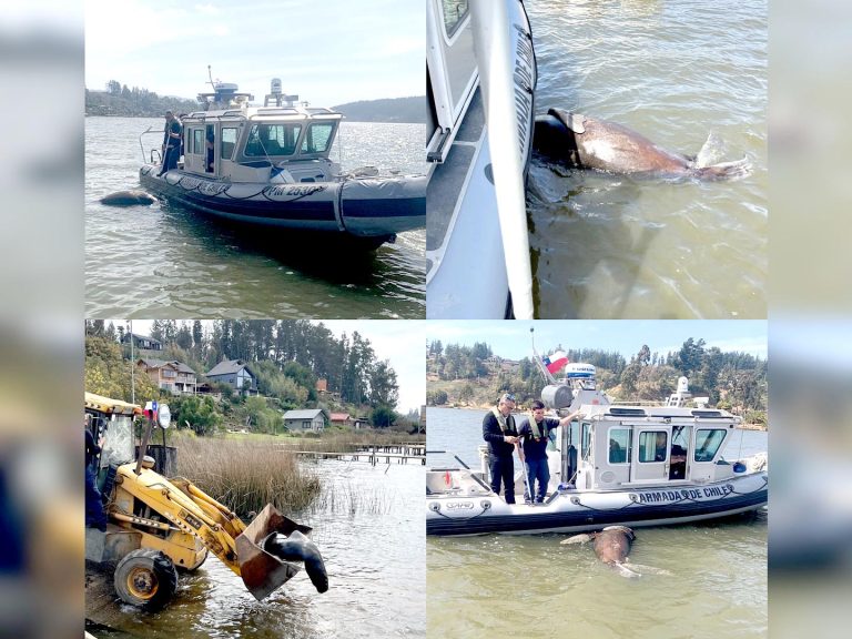 Encuentran lobo marino sin vida en lago Vichuquén