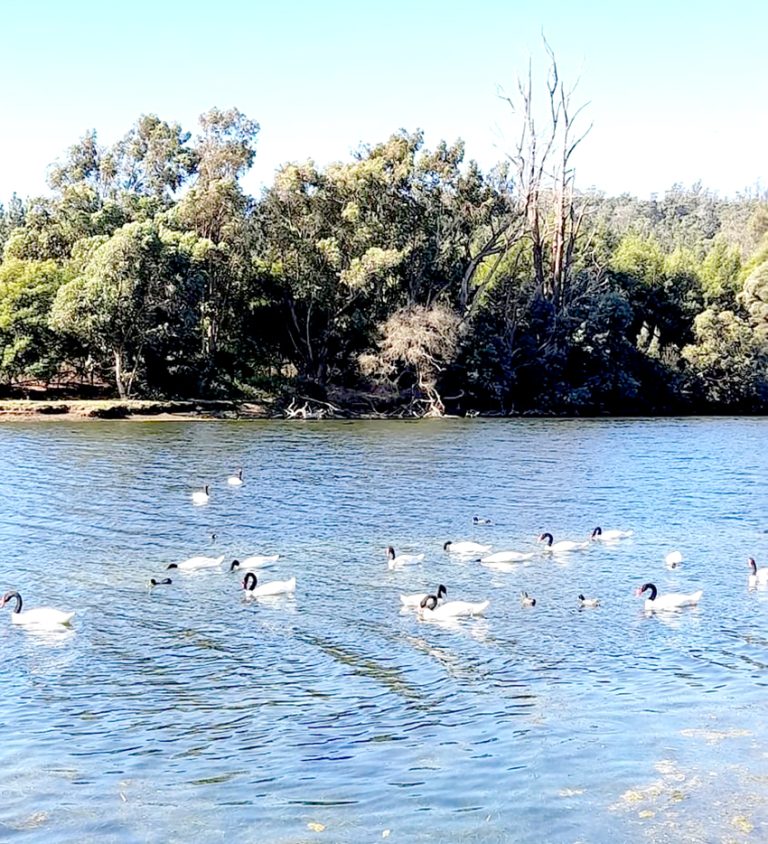 Reconocen necesidad de establecer  un “protocolo” por “barra” de Llico