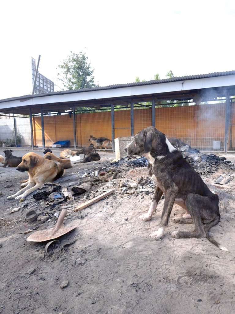 Refugio “Almas en el Camino”: “Es  importante saber en qué está el juicio”