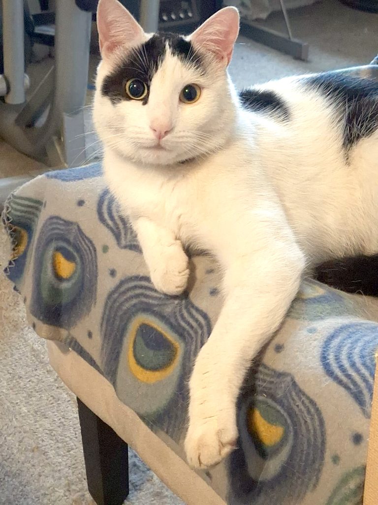 Abandono animal deja en evidencia lo mal que estamos como sociedad