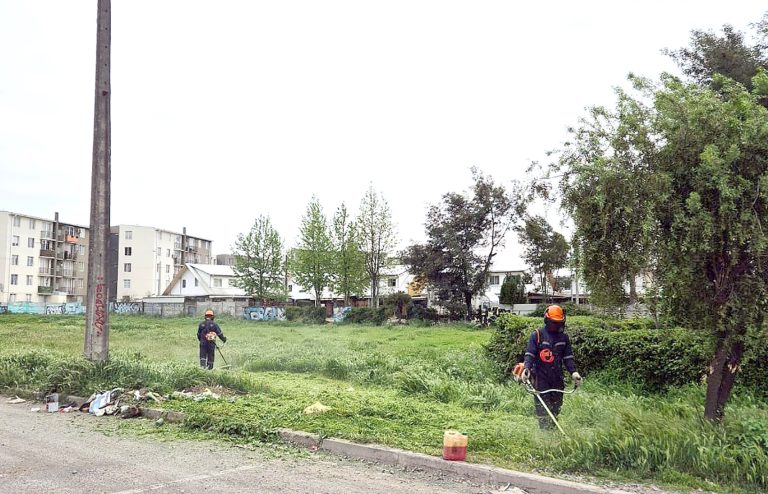 Curicó inició trabajos preventivos   Para evitar incendios este verano