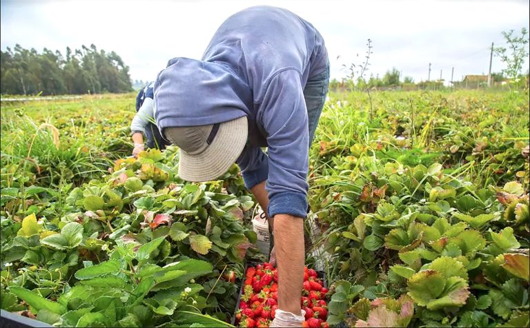 Termómetro Laboral del Maule muestra recuperación del empleo