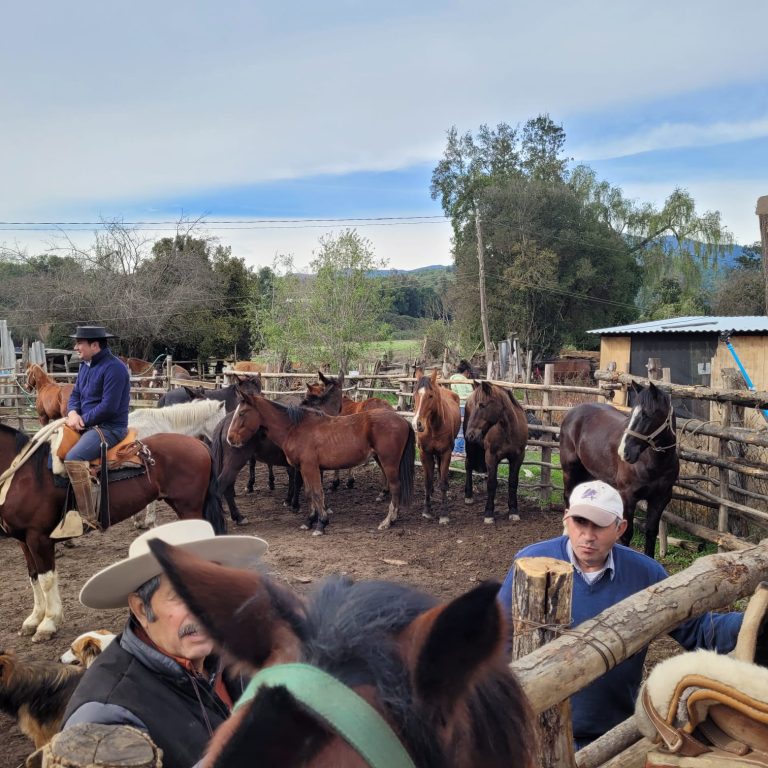 Con buenos resultados sigue el desarrollo de operativos pecuarios