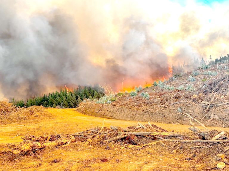 Una vivienda, un galpón y 1.200 hectáreas destruye incendio forestal en Cauquenes