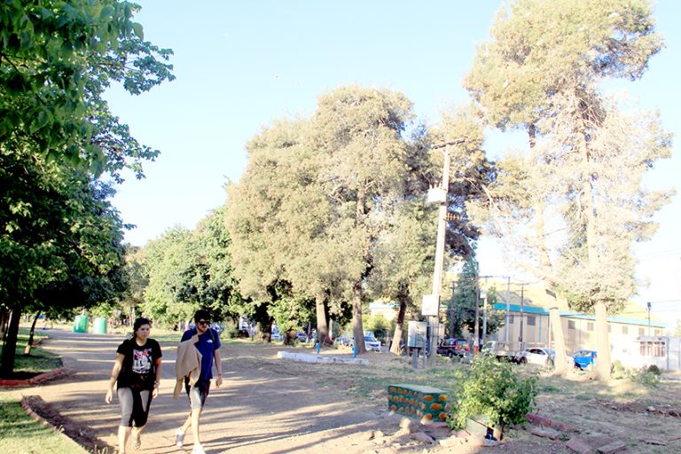 Piden instalar carteles informativos  ante presencia de colonia de garzas