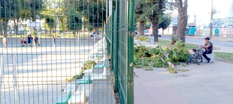 Vecinos advierten sobre peligrosos  árboles en Alameda Manso de Velasco