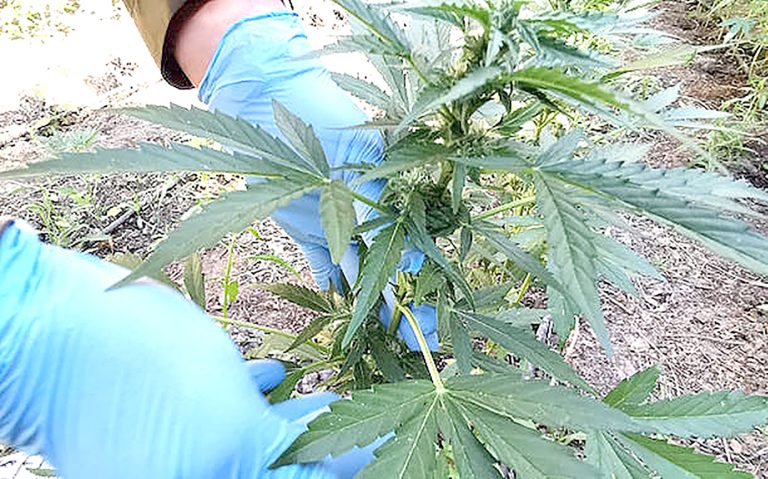 Impiden que marihuana robada desde predio autorizado fuese comercializada