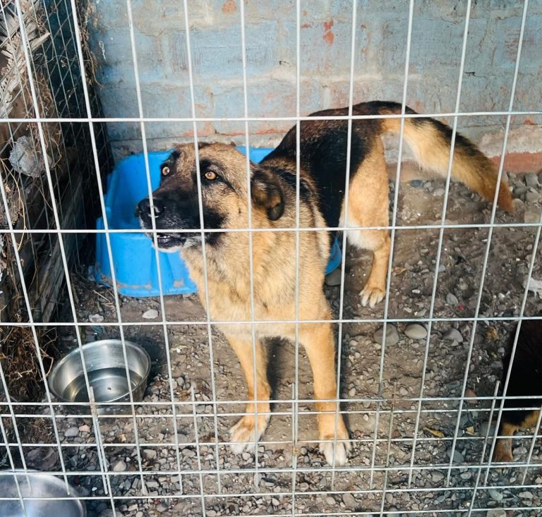 Comunidad solicita más supervisión a estacionamientos que albergan perros