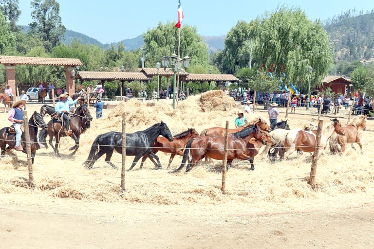 “Trilla a Yegua Suelta” despide las actividades campestres de Vichuquén