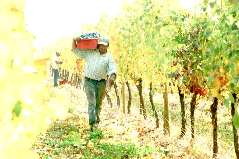 Días de temperaturas extremas generan preocupación en la agricultura maulina y el uso del recurso hídrico