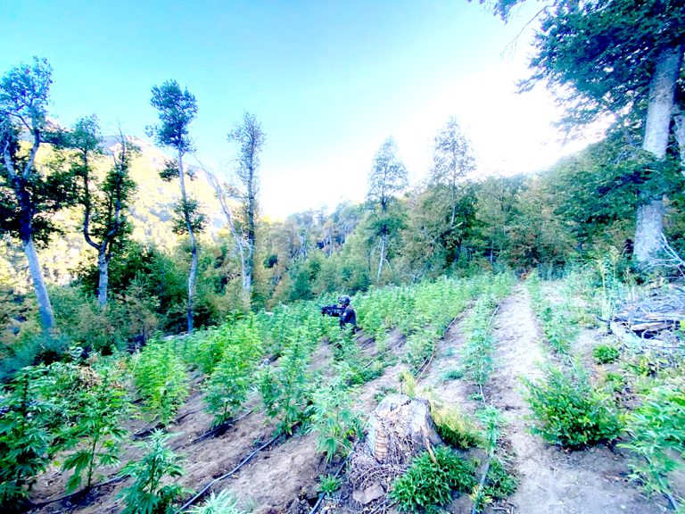 Descubren “narco campamento” en la precordillera de Curicó