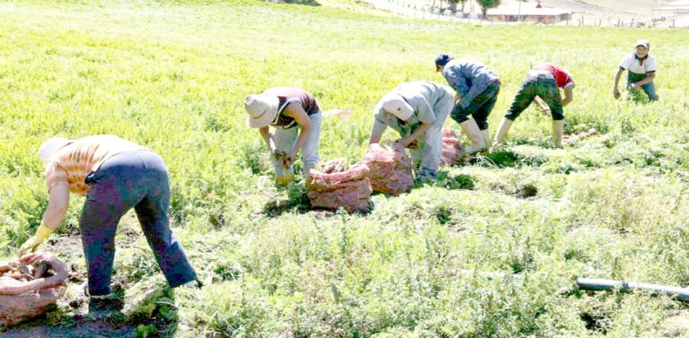 Agricultura maulina entre las más afectadas  del país por olas de calor del verano 2025