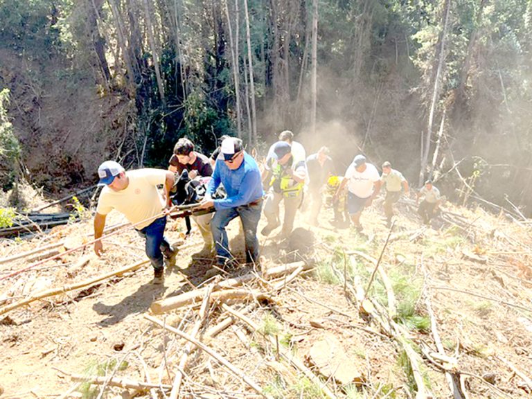Trabajador forestal muere aplastado por árbol que cortaba en Curanipe