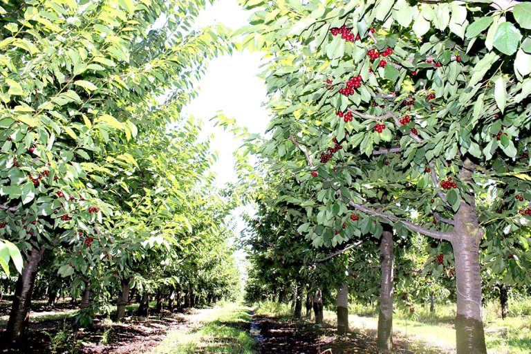 Terremoto y réplicas en la exportación de cerezas