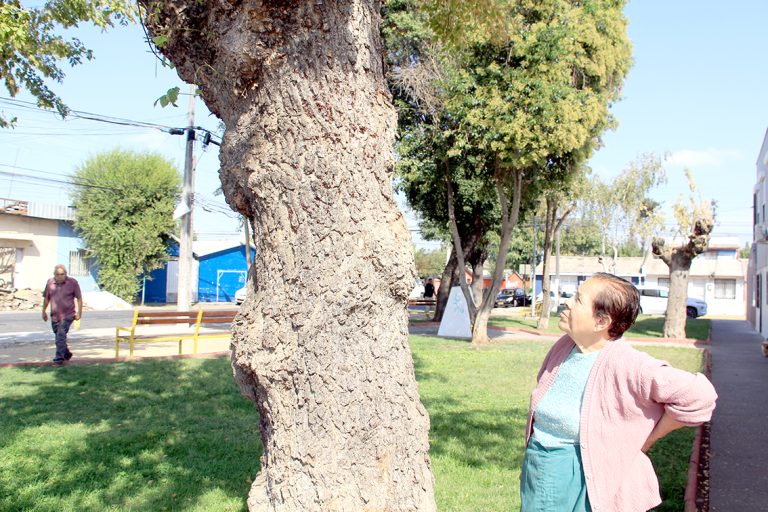 Invasión de termitas en la población Luis Cruz Martínez está en vías de solución