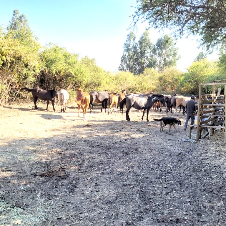 Con buenos resultados ha continuado el  programa pecuario del Municipio curicano