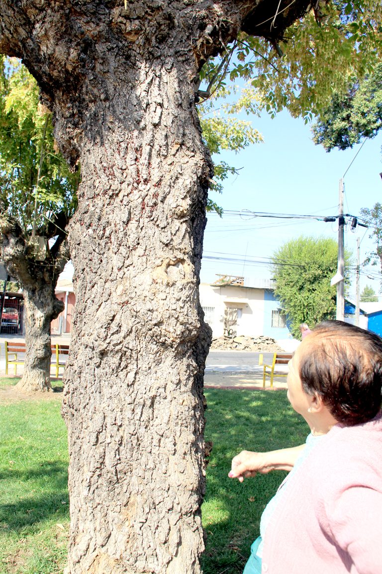 Adjudican proyecto para eliminar plaga de termitas en la población Luis Cruz Martínez