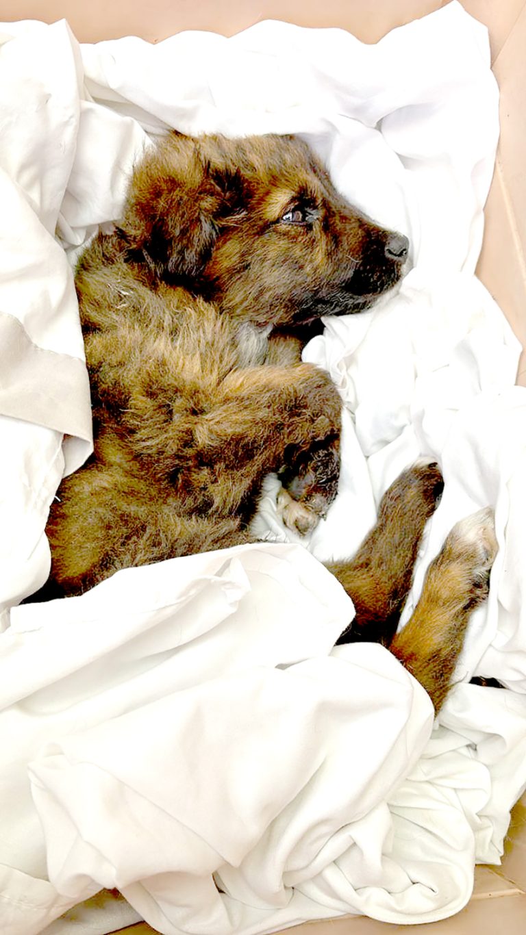 Concejala espera que proyecto “No Me  Abandones” se pueda convertir en ley