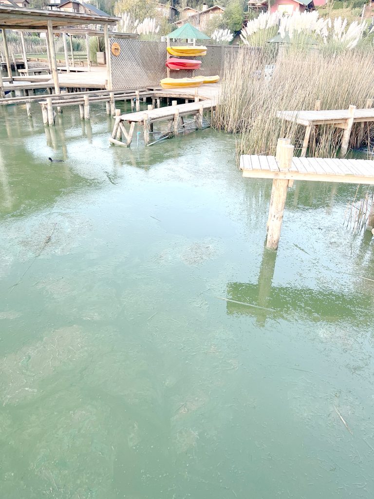 Preocupación ante nuevo “bloom” de algas en el lago Vichuquén