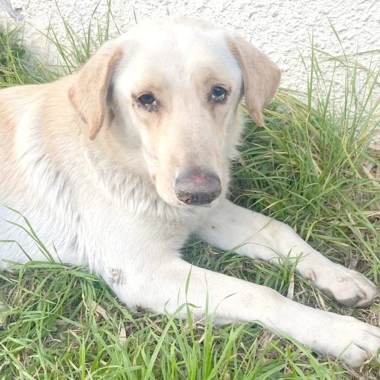 Abordan anuncio de Presidente Gabriel Boric  sobre implementar cementerios para mascotas