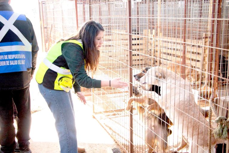 Inician sumario administrativo a empresa encargada de mantener perrera municipal