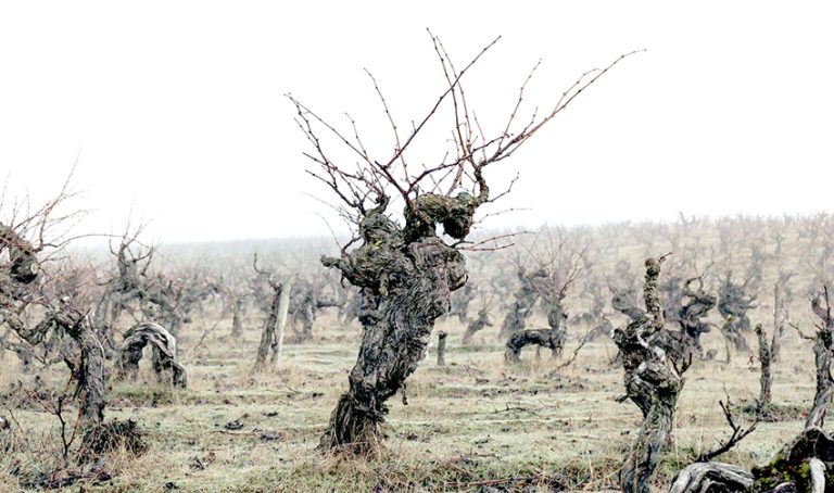 San Javier realizó histórico traslado de parras centenarias al corazón urbano de la comuna