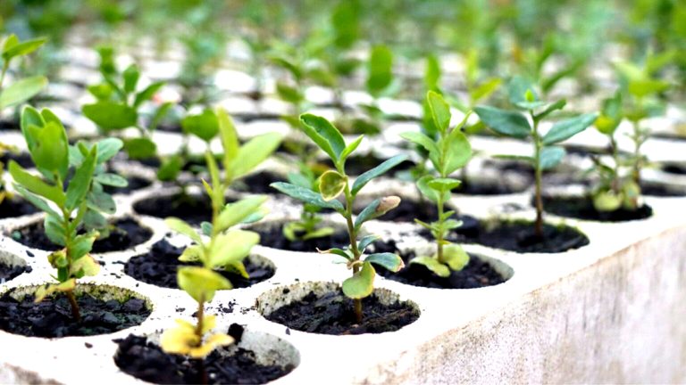 Conaf potencia producción de especies nativas con habilitación de vivero