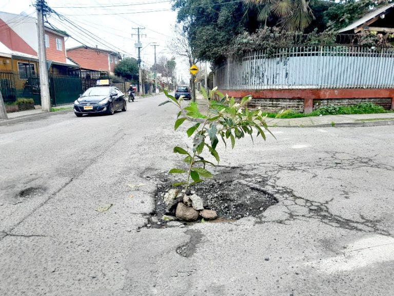 Vecinos plantaron un níspero  en pavimento en mal estado