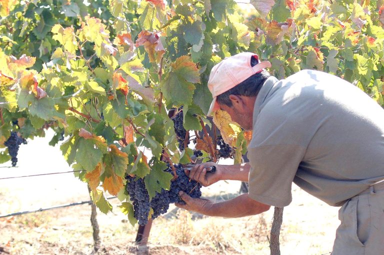 Exportaciones de la Región del Maule  sostienen alza de 13,6% y registran  US$ 1.697 millones durante 2025