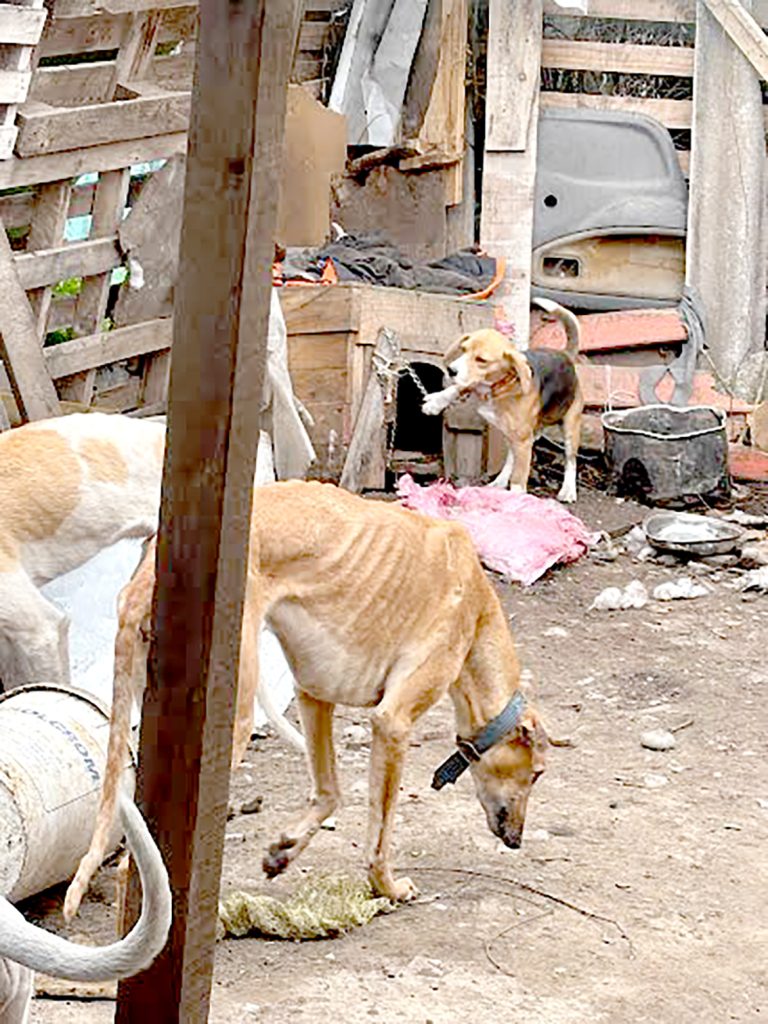 Rescatan a perros que se encontraban en estado de desnutrición y con evidentes señales de maltrato