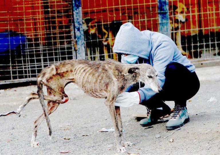Rescatistas de animales cuestionan sentencia  contra Susana Padilla