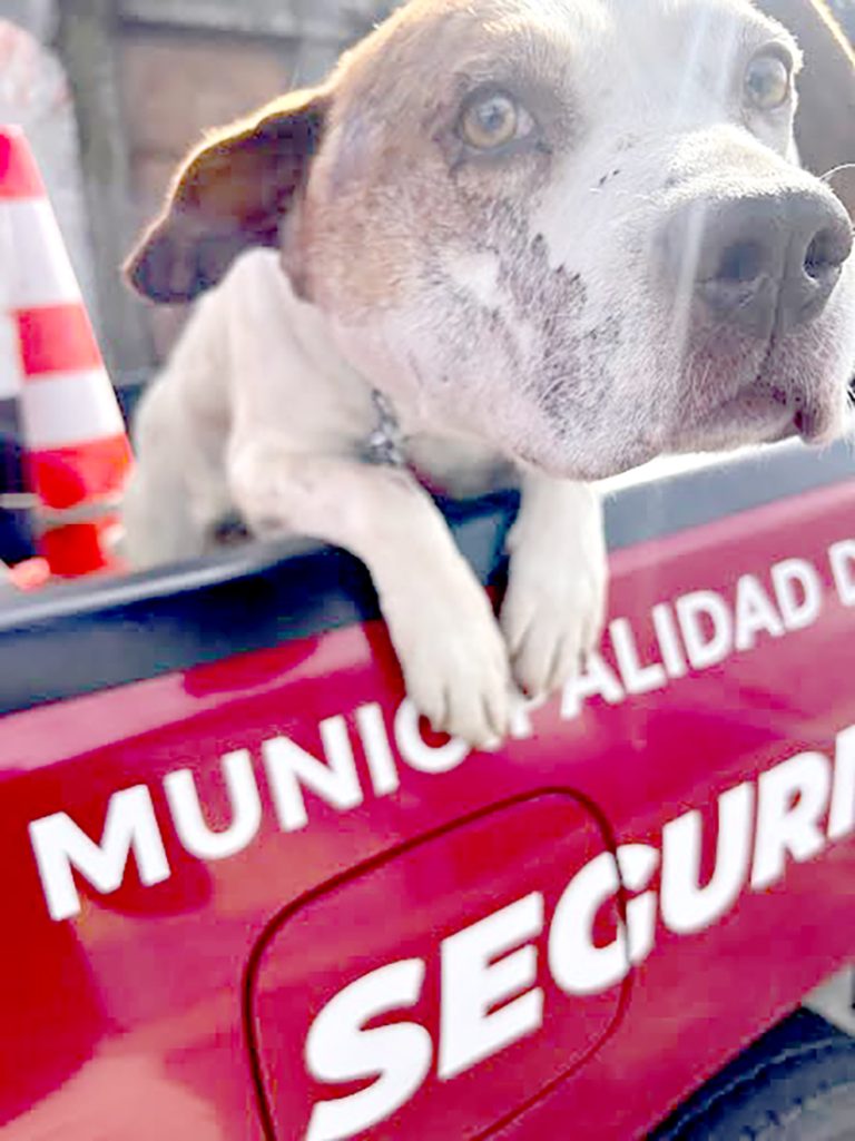 Rescatan perrito maltratado por su propio dueño