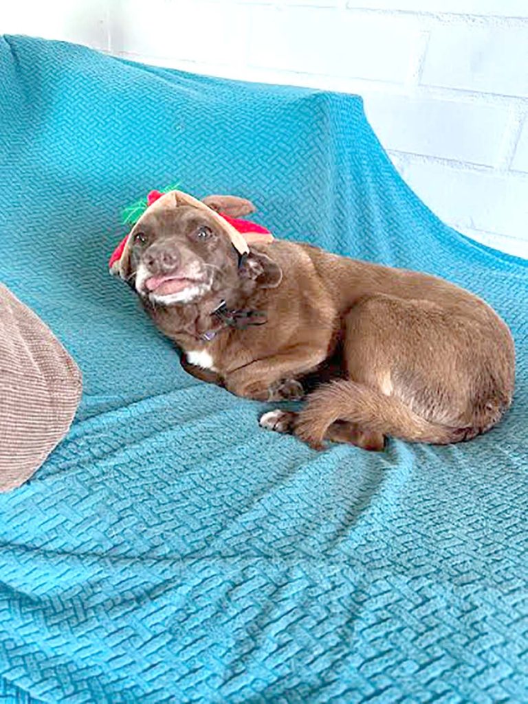 Fundación Paticorta destaca los beneficios de adoptar un perrito senior