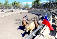 “Al rodeo, al rodeo” del Club de Huasos de Curicó y su fina tradición corralera
