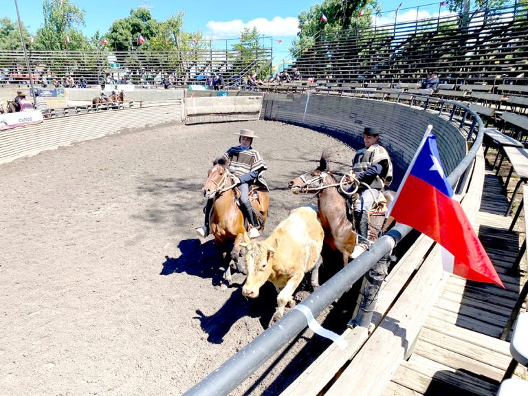 “Al rodeo, al rodeo” del Club  de Huasos de Curicó y su fina tradición corralera