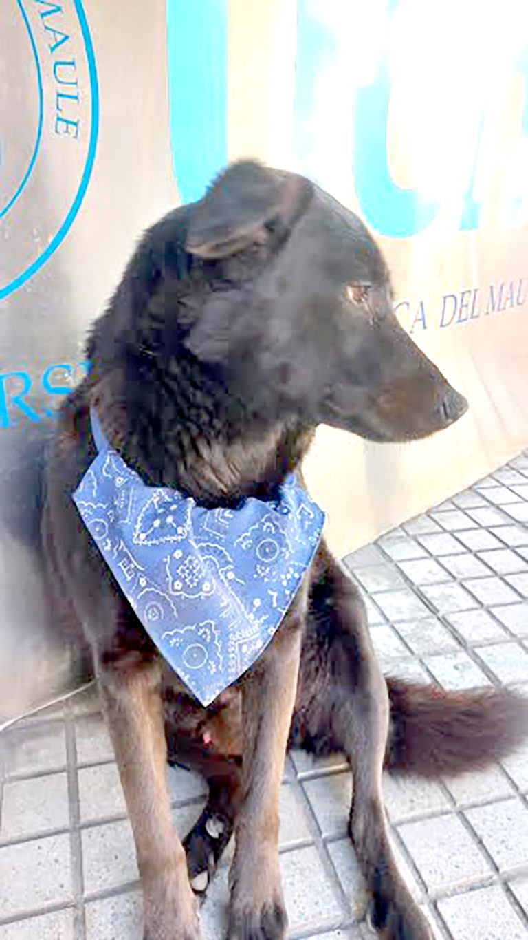 “Cholito”: amado por estudiantes y comunidad curicana