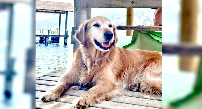 Agrupación de Protección Animal solicitó prohibición de baño en el lago Vichuquén