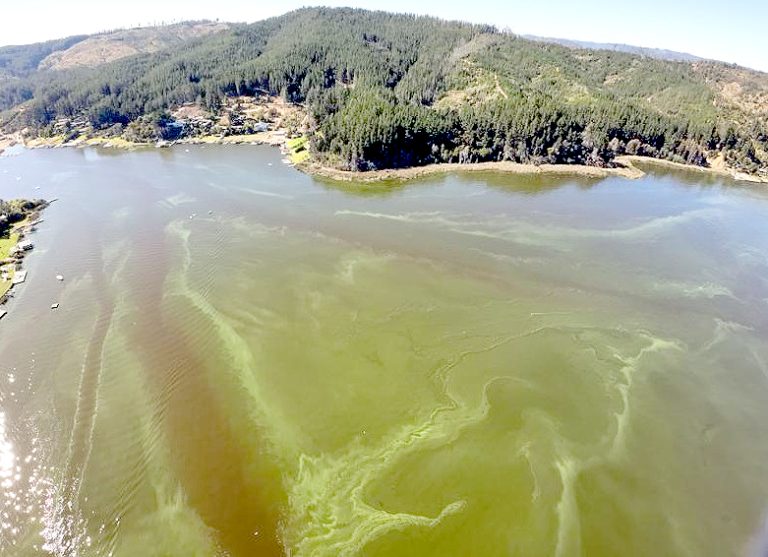 Esperan pronunciamiento de Seremi de Salud  por contaminación en aguas del Lago Vichuquén