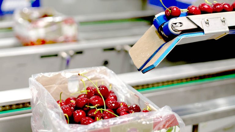 Pese a detección de plaga en Brasil, exportaciones de cerezas continúan “sin mayores inconvenientes”