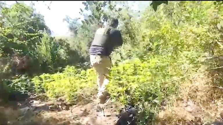 Incautaron millonaria plantación de marihuana