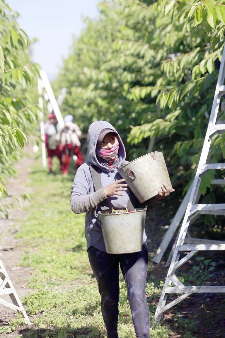 Temporada de cerezas tendrá menor cantidad de cajas exportadas, pero  con fruto de mejor calibre y calidad