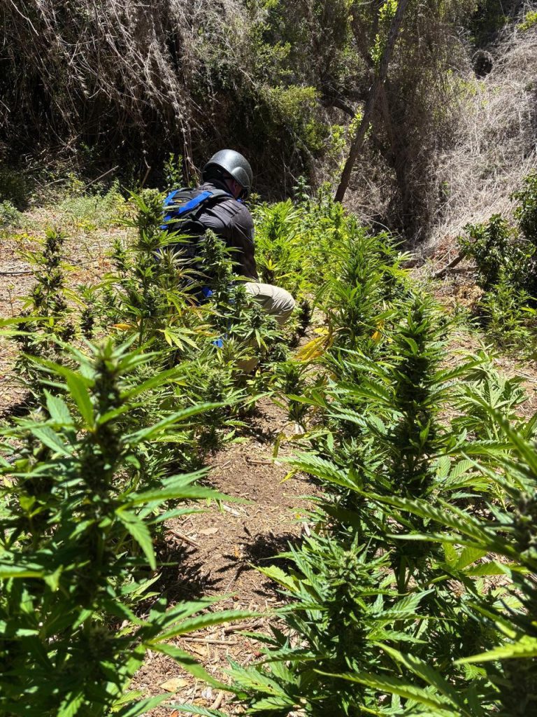 Incautan más  de 1.700 plantas de marihuana