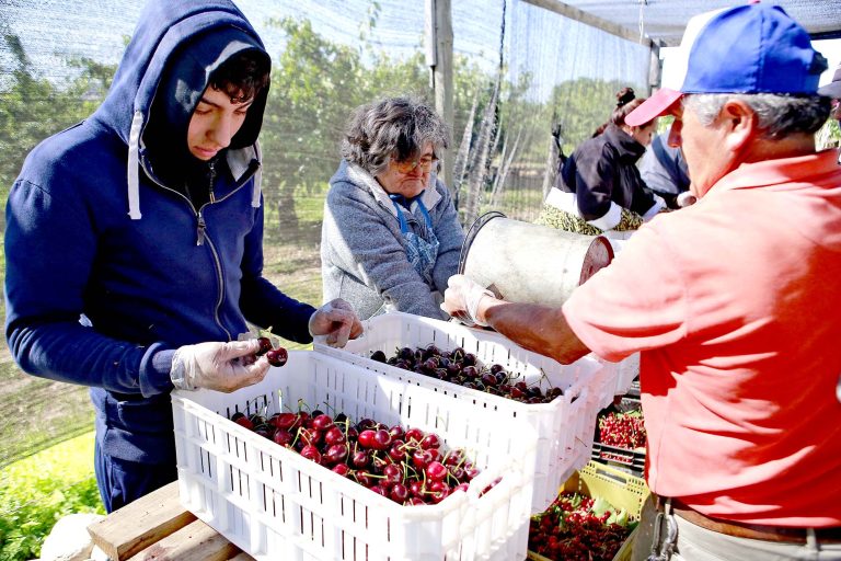 Maule es la región Nº 1 en proyectos empresariales de industrias agrícola, forestal y vitivinícola para 2026