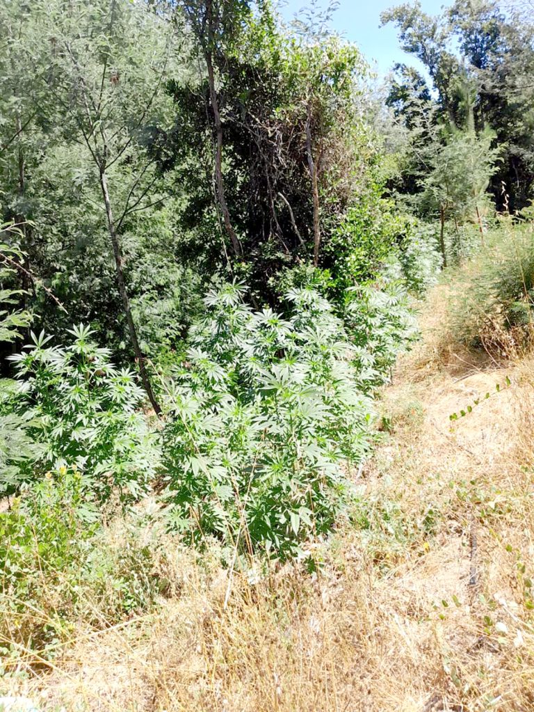 Llamado telefónico anónimo advirtió presencia de plantación de marihuana