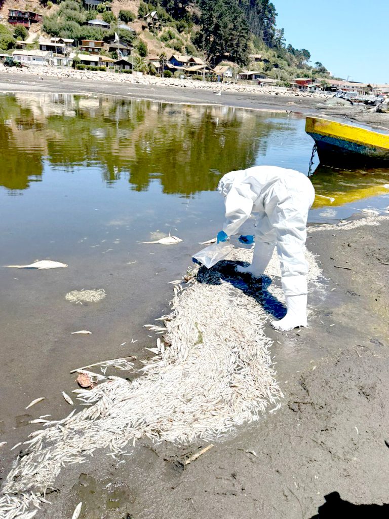 Autoridades aguardan resultado de muestras realizadas por Sernapesca