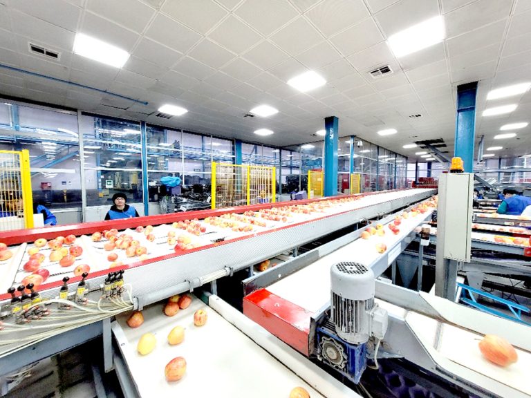 Mujer habría muerto aplastada por grúa horquilla