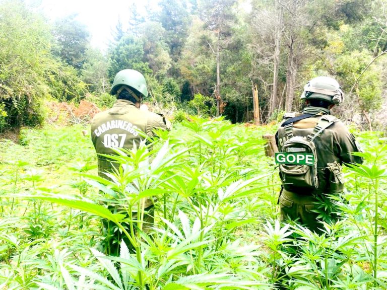 Incautan más de dos mil plantas de marihuana